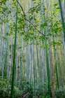Sagano Bamboo Forest, Arashiyama, Kyoto, Japan Art Print